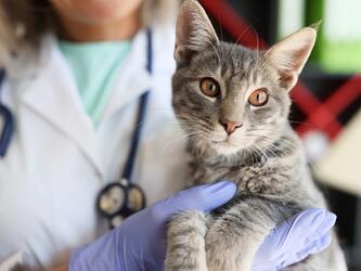 cat being held by vet